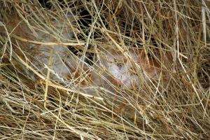 The hay bale is a cozy spot to hide and stay warm out of the wind.
