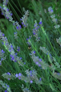 The bees are in love with the lavender